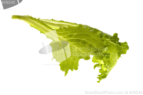 Image of fresh vegetables - green leaf lettuce
