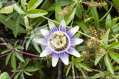 Image of Passion Flower