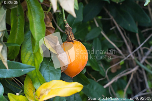 Image of Passion Fruit