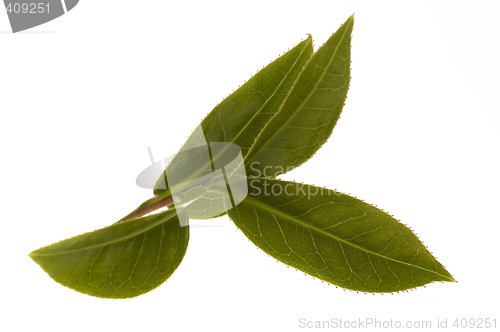 Image of fresh tea leaves