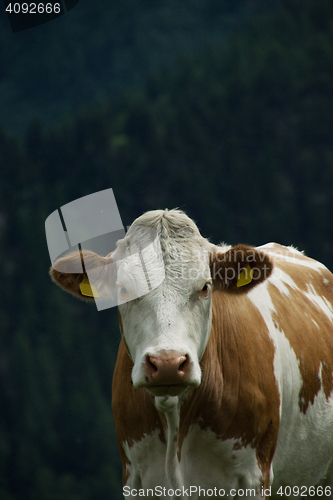 Image of Cow at the Nock Alp, Austria