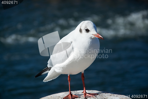 Image of Close-Up of a Seagull