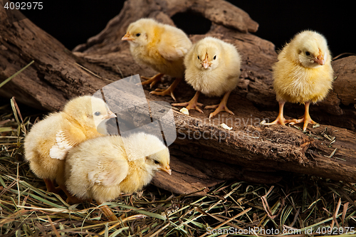 Image of Little Yellow Chicken