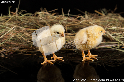 Image of Little Yellow Chicken