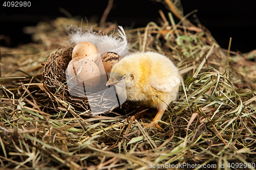 Image of Little Yellow Chicken