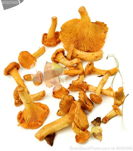 Image of Raw Chanterelles Mushrooms