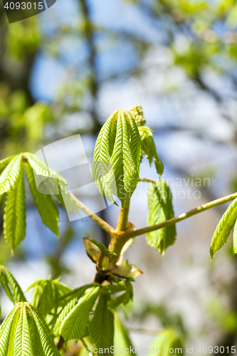 Image of green leaves of chestnut