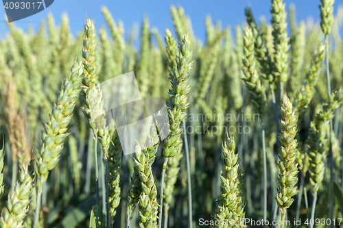 Image of Field with cereal
