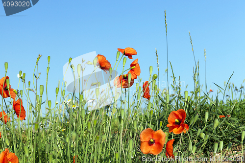 Image of Red Poppy in the field