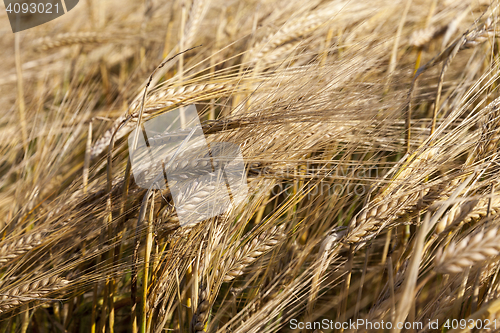 Image of ripening cereals in the field