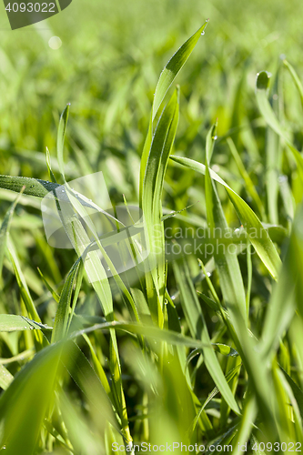 Image of Field with cereal