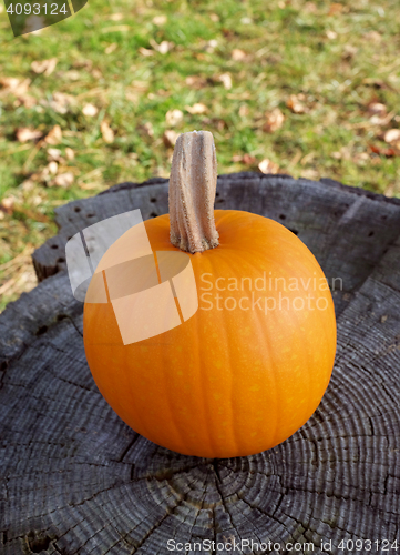 Image of Ripe pumpkin on a grey tree stump with green grass and dry autum