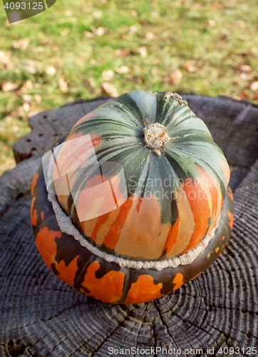 Image of Green and orange French turban squash on a weathered tree stump