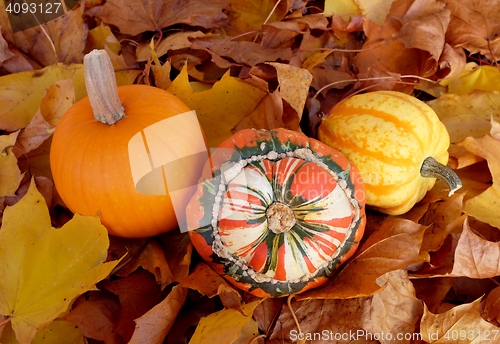 Image of Pumpkin, squash and gourd on fall leaves