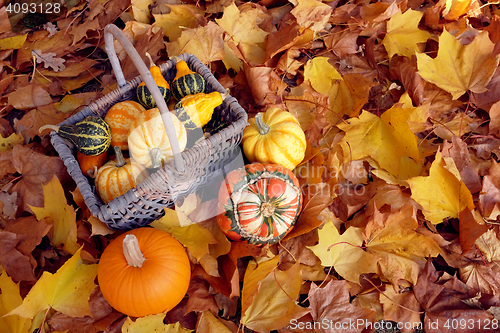 Image of Basket of ornamental gourds with pumpkin and two squashes