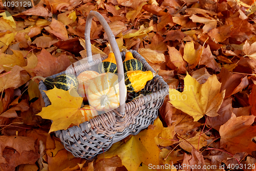 Image of Fall basket of ornamental pumpkins with yellow leaf 