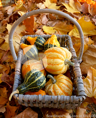 Image of Rustic basket of yellow and green ornamental gourds