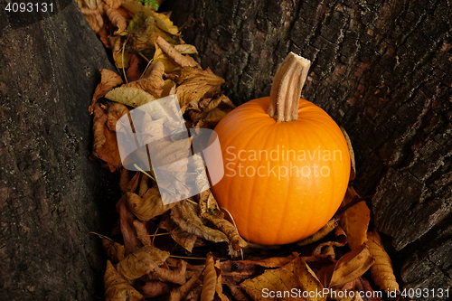 Image of Orange pumpkin in dry autumn leaves against a tree trunk