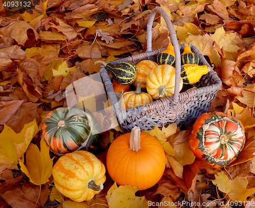 Image of Basket full of ornamental pumpkins with colourful gourds