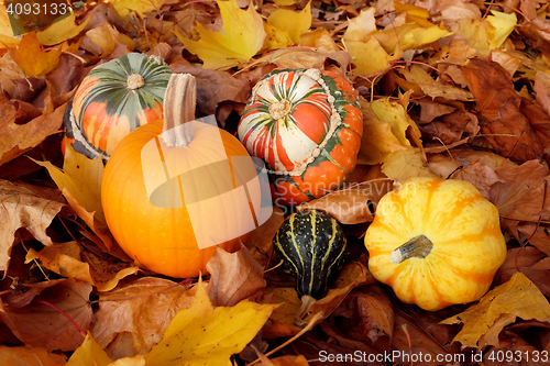 Image of Pumpkin, squashes and gourds on dry fall foliage