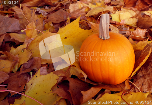 Image of Pumpkin among autumnal sycamore leaves