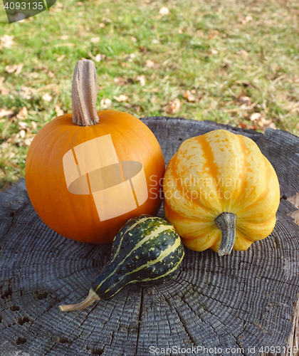 Image of Pumpkin, squash and ornamental gourd on a tree stump