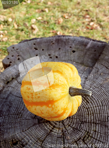 Image of Yellow Festival squash on a weathered tree stump