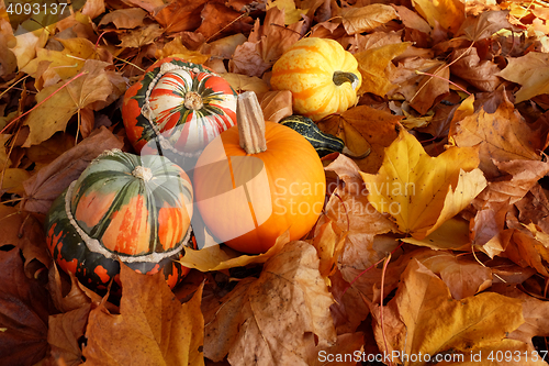 Image of Turban squashes, pumpkin and gourds on crisp autumn leaves