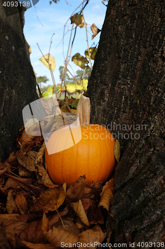 Image of Ripe pumpkin in brown fall leaves against a tree trunk