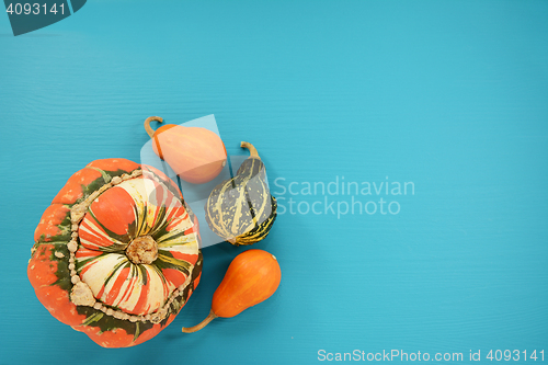 Image of Turks turban squash with orange and green ornamental gourds