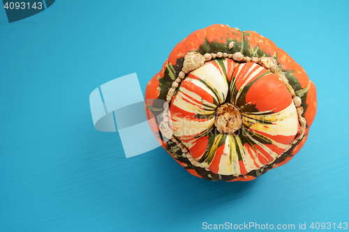 Image of Turks turban squash on a bright blue painted background