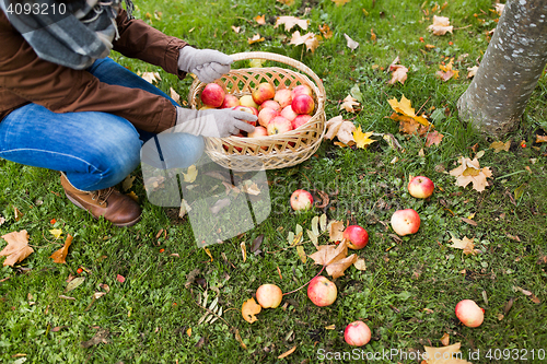 Image of woman with basket picking apples at autumn garden