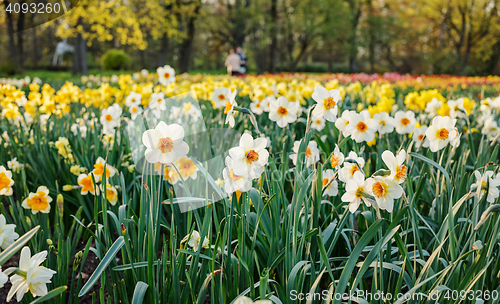 Image of A field of daffodils