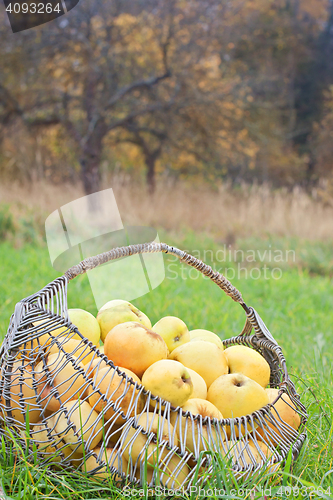 Image of Apples in a basket