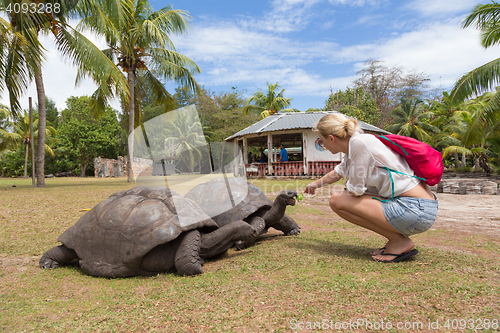 Image of Tourist feeding Aldabra giant tortoises on Curieuse island, Seychelles.