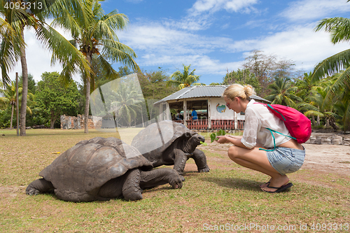 Image of Tourist feeding Aldabra giant tortoises on Curieuse island, Seyc