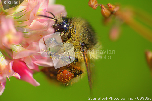 Image of summer Bumble bee insect flower macro