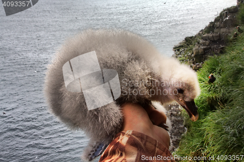Image of thick white fluffy nestlings of Fulmar in hand of researcher-ornithologist