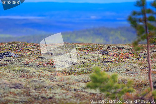 Image of Golden Plover on expanses of Lapland tundra. 