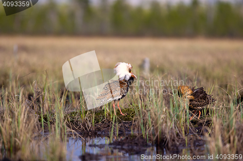 Image of Pugnacious handsome 4. Ruffs fight in swamp.