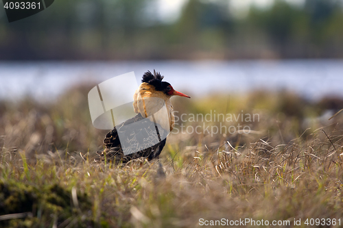 Image of Mating behaviour. Male ruffs are in state of self-advertising