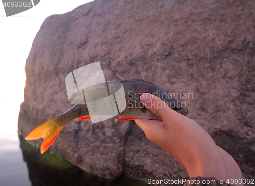 Image of Sunset river perch fishing with the boat and a rod