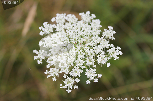 Image of Caraway   (Carum carvi) 