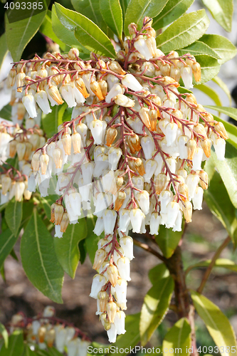 Image of White flowers 