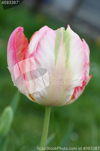 Image of tulip 