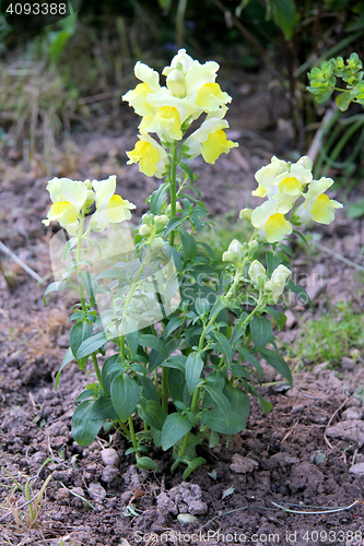 Image of Snapdragons   (Antirrhinum) 