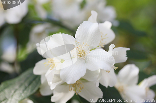 Image of white Flower 