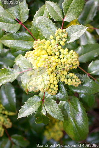 Image of Oregon grape (Mahonia) 