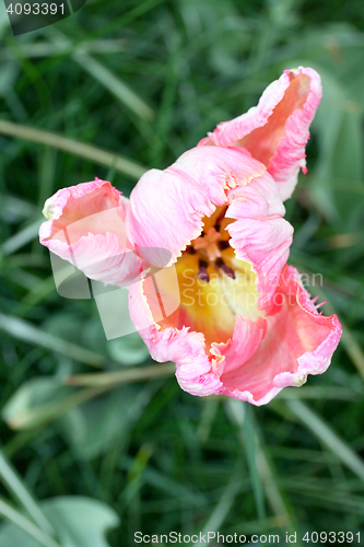 Image of tulip 