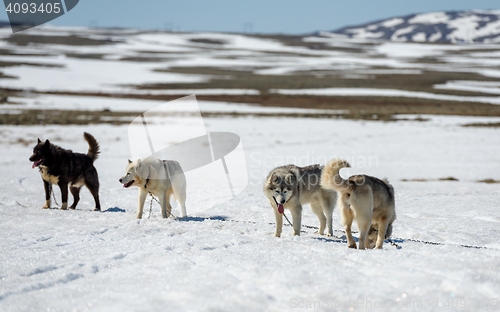 Image of Siberian Husky in snow